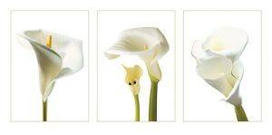  CALLA LILIES (50100CM)