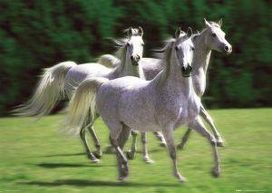 POSTER WHITE STALLION (61X91.5CM)