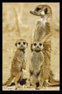 POSTER MEERKATS (61X91.5CM)