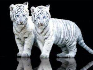POSTER WHITE TIGER CUBS (61X91.5CM)
