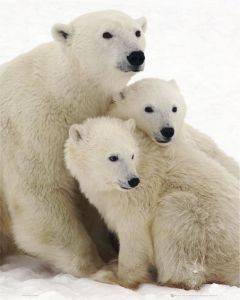 POSTER POLAR BEARS (40.6X50.8CM)