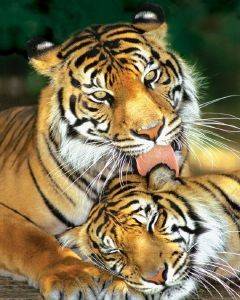 POSTER MOTHER'S LOVE TIGERS (40.6X50.8CM)
